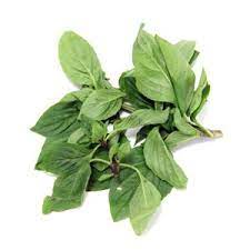 Basil Sweet (australian Basil) (bunch)