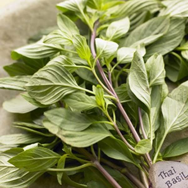 Basil Thai (bunch)