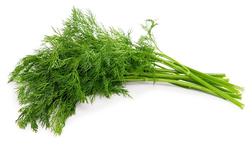 Dill (thìa Là) (bunch)